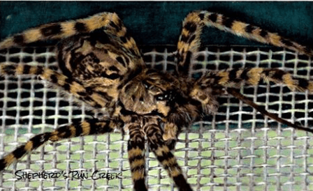 spider drawing